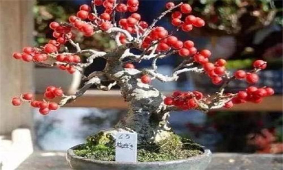 資源豐富，便于生產(chǎn)