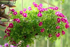 牽牛和矮牽牛有何異同，它們的區(qū)別是什么？