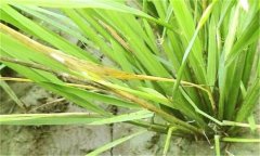 水田除草劑藥害的癥狀及預(yù)防、防治方法與措施