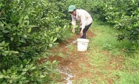 秋季宜增施磷、鋅肥