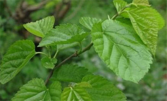 桑葉有清肺潤燥、止咳化瘺的功效