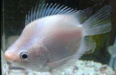 接吻魚怎么養(yǎng)才好？接吻魚飼養(yǎng)管理技術(shù)