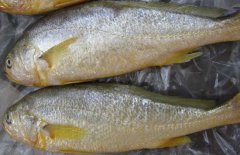 黃花魚能人工養(yǎng)殖嗎？