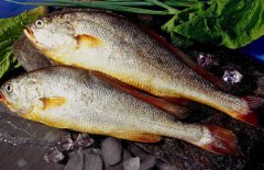 黃花魚是海魚嗎？選購黃花魚要注意哪些？