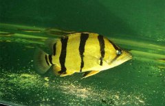 虎魚(yú)和什么魚(yú)混養(yǎng)，虎魚(yú)混養(yǎng)注意事項(xiàng)