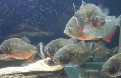 紅腹水虎魚(yú)吃什么，紅腹水虎魚(yú)怎么養(yǎng)？