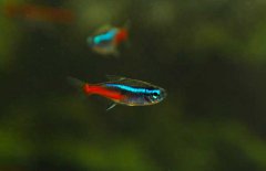 霓虹燈魚怎么養(yǎng)？霓虹燈魚形態(tài)特征