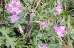 龍膽草產(chǎn)地在哪里、有幾個(gè)品種 對(duì)生長(zhǎng)環(huán)境要求