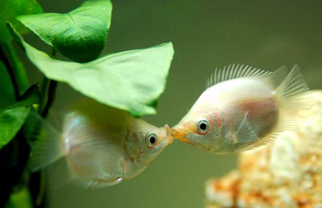 接吻魚(yú)好不好養(yǎng)殖