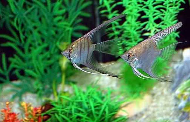 神仙魚(yú)吃什么食物