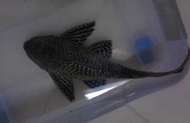 清道夫魚怎么飼養(yǎng)？