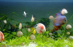 七彩神仙魚(yú)和什么魚(yú)混養(yǎng)？