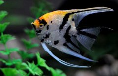 神仙魚和什么魚混養(yǎng)好，神仙魚怎么養(yǎng)？