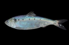 沙丁魚吃什么食物？沙丁魚產(chǎn)自什么地方？