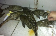 清道夫魚和什么混養(yǎng)？