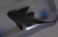 清道夫魚怎么飼養(yǎng)？