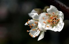 白梅花的功效與作用、用法