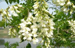 孕婦能吃槐花嗎？