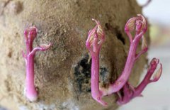 紅薯發(fā)芽了還能吃嗎?