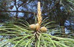 松花粉可以豐胸嗎？