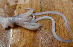 魷魚和什么相克？