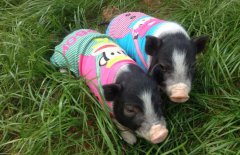 香豬壽命多長(zhǎng)？