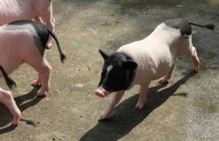 香豬養(yǎng)殖前景、成本和利潤(rùn)