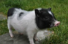 小香豬市場(chǎng)價(jià)多少錢一只，小香豬能長(zhǎng)多大？