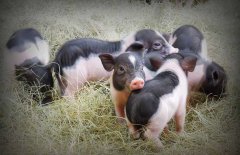 香豬是什么豬，香豬的主要品種有哪些