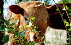 牛能活多少年，牛的常見種類有哪些？