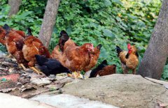 常見蛋雞品種有哪些？