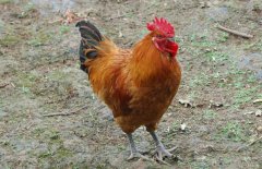 公雞為什么打鳴?