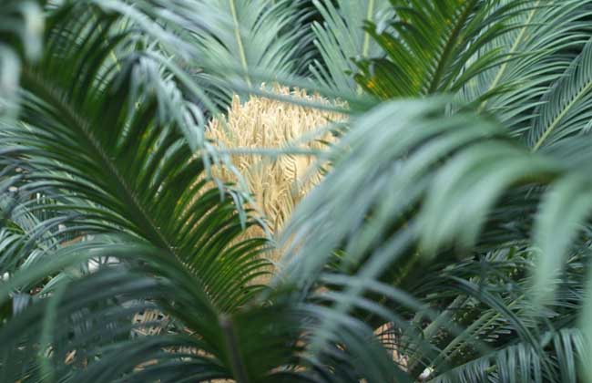 鐵樹葉的功效與作用 鐵樹掉葉子怎么辦