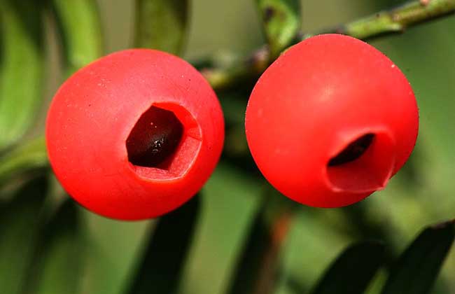 紅豆杉的藥用價值 紅豆杉的功效與作用