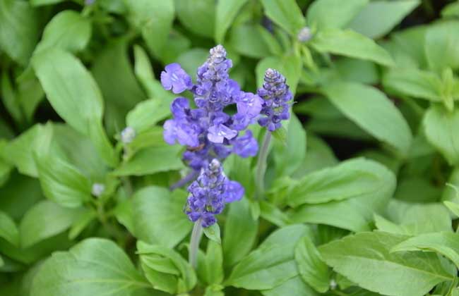 鼠尾草的功效與作用 花卉的功效與作用