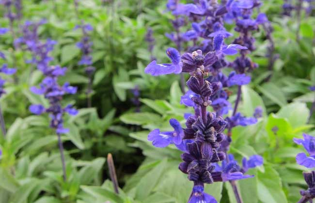 鼠尾草和迷迭香的區(qū)別 迷迭香種植方法