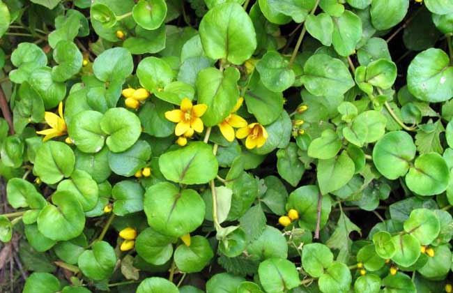 金錢草有沒有毒? 金錢草養(yǎng)殖方法