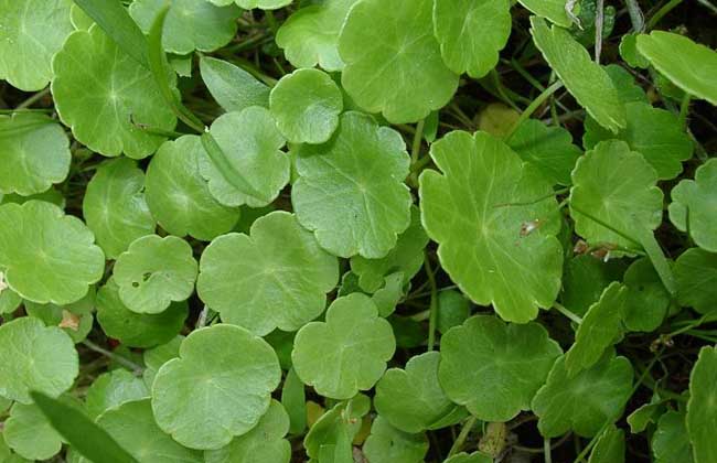 小金錢草的功效與作用 金錢草的功效與作用