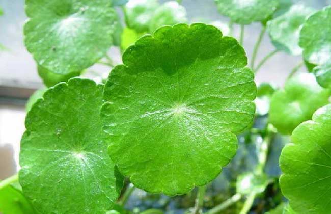 金錢(qián)草有副作用嗎? 金錢(qián)草的功效與作用
