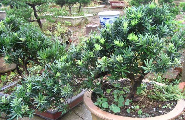 羅漢松和紅豆杉的區(qū)別 羅漢松的養(yǎng)殖方法