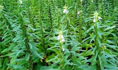 芝麻的需肥特點與施肥原則,芝麻施肥技術(shù)要點