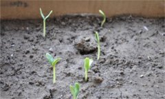 種植葫蘆不同生長階段的管理重點(diǎn)是什么？