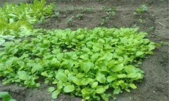 小白菜的苗期有多少天，小白菜長蟲子怎么辦？