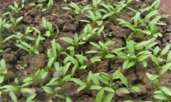 香菜一般在幾月播種，香菜重茬幾年才可以種植