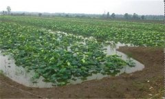 深水藕的種植方法簡(jiǎn)介,藕的栽培以及管理要點(diǎn)