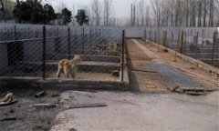 肉狗養(yǎng)殖對(duì)場(chǎng)地有什么要求,狗舍怎么建設(shè)