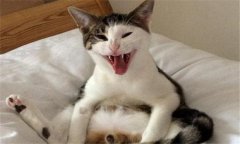 貓的性行為與配種、妊娠與分娩過程簡介