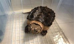 鱷魚龜怎么養(yǎng)，鱷魚龜冬天會冬眠嗎？