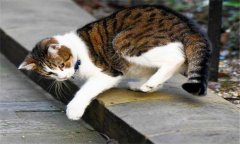 貓的生活習(xí)性，家貓有哪些特有習(xí)慣