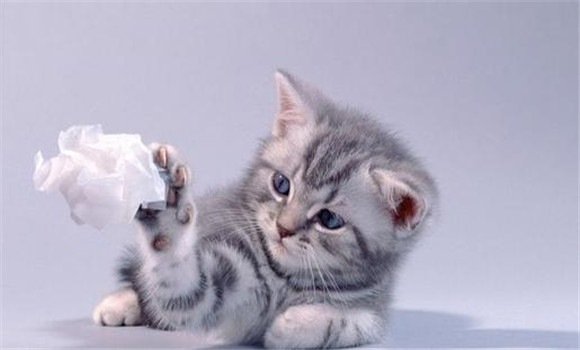 貓受清潔、講衛(wèi)生